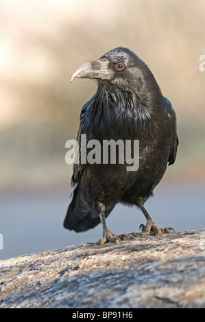 Grand Corbeau (Corvus corax), adulte debout sur un rocher. Banque D'Images