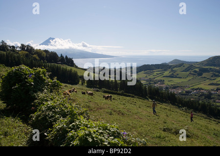 Cowboys dans paysage luxuriant avec l'île de Pico dans la distance, l'île de Faial, Açores, Portugal, Europe Banque D'Images