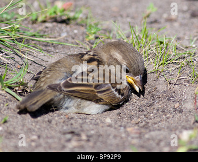 Le Moineau domestique souvent baigne dans la poussière Banque D'Images