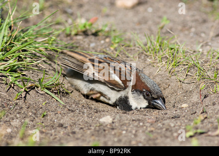 Le Moineau domestique souvent baigne dans la poussière Banque D'Images