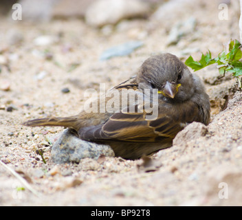 Le Moineau domestique souvent baigne dans la poussière Banque D'Images