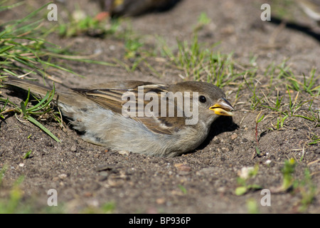 Le Moineau domestique souvent baigne dans la poussière Banque D'Images