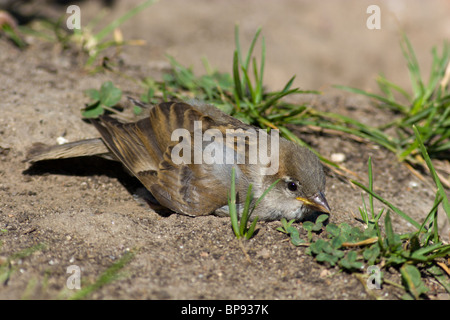Le Moineau domestique souvent baigne dans la poussière Banque D'Images