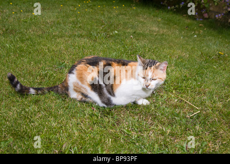 Chat endormi sur l'herbe dans un jardin Banque D'Images