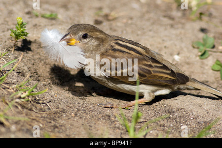 Le Moineau domestique souvent baigne dans la poussière Banque D'Images