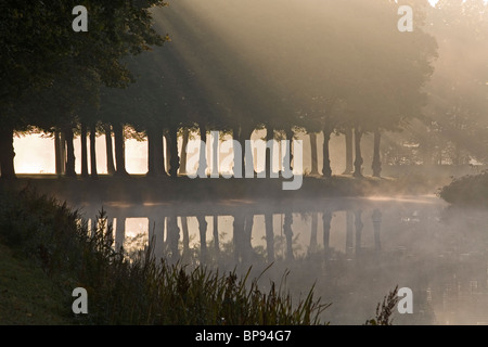 Greffe, d'arbres, brouillard, grand jardin Herrenhausen à Hanovre, Hanovre, Basse-Saxe, Allemagne du nord Banque D'Images