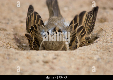 Le Moineau domestique souvent baigne dans la poussière Banque D'Images