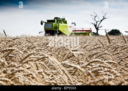 Rendmt Lexion Montana Claas 750 blé rouge combinant près de Tatsfield, Surrey Banque D'Images