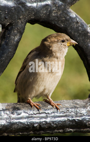 Portrait d'une femme adulte d'un moineau domestique. Banque D'Images