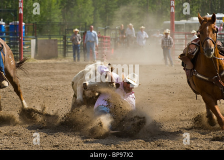 Un lutteur de la direction La direction prises par les cornes à un rodéo de la concurrence dans l'ouest de l'Alberta,Canada Banque D'Images