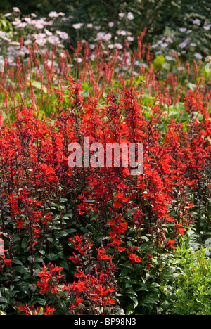 LOBELIA SPECIOSA FAN SCARLET Banque D'Images