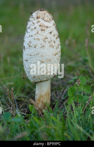 Cap d'encre (Coprinus comatus) Champignons Banque D'Images