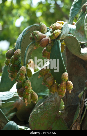 Figuiers de Barbarie Opuntia fruits sur tree Liban Moyen Orient Banque D'Images