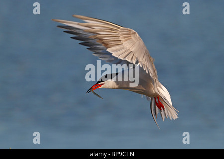 En vol de la Sterne pierregarin Sterna hirundo Banque D'Images