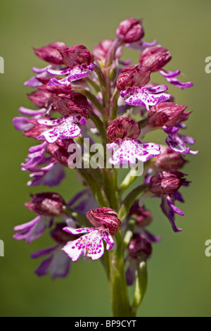 Orchidée Orchis purpurea Oxfordshire Banque D'Images