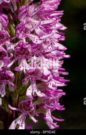 L'orchidée singe Orchis simia orchidée Orchis purpurea hybrid Banque D'Images