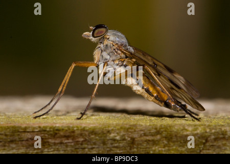 Downlooker Rhagio scolopacea Snipe Fly Banque D'Images