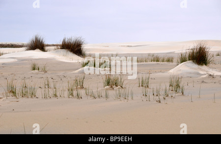 Dunes de sable et la végétation indigène, Lagoa do Peixe National Park, Rio Grande do Sul, Brésil Banque D'Images