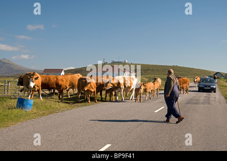 Le déplacement du bétail vers les pâturages frais à Geirinis South Uist, Hébrides extérieures, en Écosse. 6372 SCO Banque D'Images