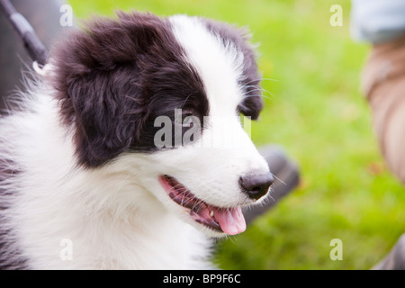 A 12 semaines chiot Border Collie. Banque D'Images