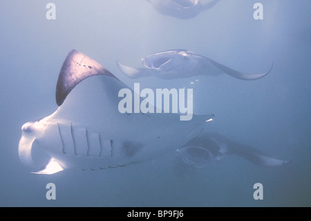 Les raies mantas à plancton alimentation frénésie dans l'atoll de Baa, Maldives Hanifaru Banque D'Images