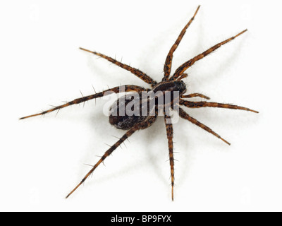 Une femme araignée Loup Pardosa (monticola) sur fond blanc. Wolf spiders font partie de la famille des Lycosidae. Banque D'Images