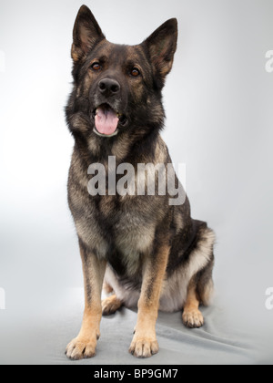Berger allemand en studio Banque D'Images