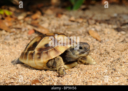 Tortue tortue grecque, Hermanns, Boettgers (tortue Testudo hermanni boettgeri), juvénile, Grèce, Péloponnèse, Messinien Banque D'Images