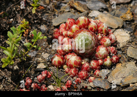 Maison d'araignée araignée, poireau (houseleek Sempervivum arachnoideum), croissant sur les débris, l'Espagne, Pyrénées, Katalonia Banque D'Images