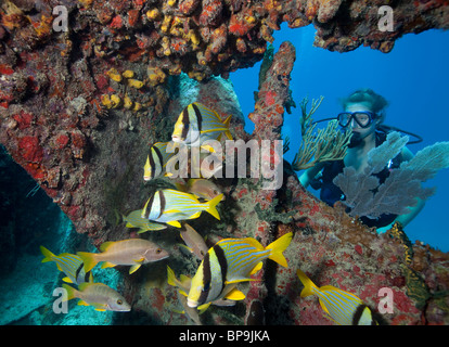 Teenage scuba diver observe Porkfish et Maître snapper dans les limites d'un naufrage le in Benwood Banque D'Images