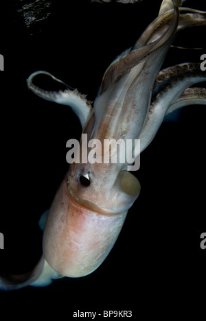 Le calmar de Humboldt géant (Dosidicus gigas) la nuit sous-marine dans la mer de Cortez, Mexique Banque D'Images