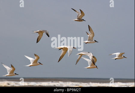 Les oiseaux de mer à aire de conservation des terres humides, Parque Nacional da Lagoa do Peixe, Mostardas, Rio Grande do Sul, Brésil Banque D'Images