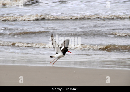 Huîtrier d'Amérique, Haematopus palliatus, Lagoa do Peixe National Park, Mostardas, Rio Grande do Sul, Brésil Banque D'Images