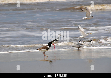 Les oiseaux de mer à aire de conservation des terres humides, Parque Nacional da Lagoa do Peixe, Mostardas, Rio Grande do Sul, Brésil Banque D'Images