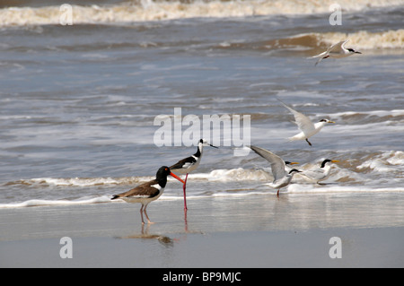 Les oiseaux de mer à aire de conservation des terres humides, Parque Nacional da Lagoa do Peixe, Mostardas, Rio Grande do Sul, Brésil Banque D'Images