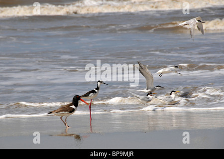 Les oiseaux de mer à aire de conservation des terres humides, Parque Nacional da Lagoa do Peixe, Mostardas, Rio Grande do Sul, Brésil Banque D'Images