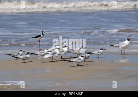 Les oiseaux de mer à aire de conservation des terres humides, Parque Nacional da Lagoa do Peixe, Mostardas, Rio Grande do Sul, Brésil Banque D'Images