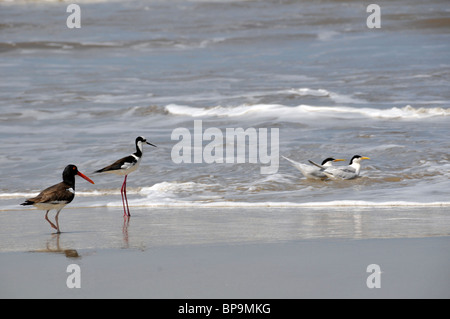 Les oiseaux de mer à aire de conservation des terres humides, Parque Nacional da Lagoa do Peixe, Mostardas, Rio Grande do Sul, Brésil Banque D'Images