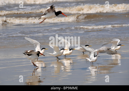 Les oiseaux de mer à aire de conservation des terres humides, Parque Nacional da Lagoa do Peixe, Mostardas, Rio Grande do Sul, Brésil Banque D'Images