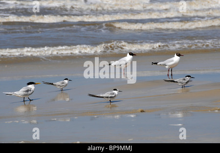 Les oiseaux de mer à aire de conservation des terres humides, Parque Nacional da Lagoa do Peixe, Mostardas, Rio Grande do Sul, Brésil Banque D'Images