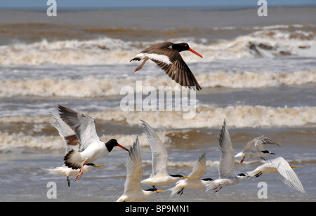 Les oiseaux de mer à aire de conservation des terres humides, Parque Nacional da Lagoa do Peixe, Mostardas, Rio Grande do Sul, Brésil Banque D'Images