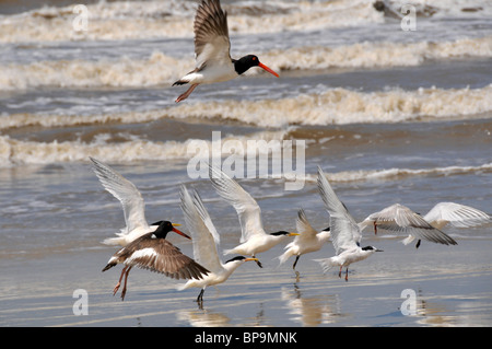 Les oiseaux de mer à aire de conservation des terres humides, Parque Nacional da Lagoa do Peixe, Mostardas, Rio Grande do Sul, Brésil Banque D'Images