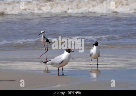 Les oiseaux de mer à aire de conservation des terres humides, Parque Nacional da Lagoa do Peixe, Mostardas, Rio Grande do Sul, Brésil Banque D'Images