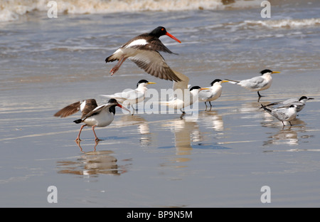 Les oiseaux de mer à aire de conservation des terres humides, Parque Nacional da Lagoa do Peixe, Mostardas, Rio Grande do Sul, Brésil Banque D'Images