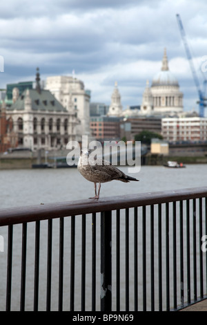 Seagull avec la Cathédrale St Paul à l'arrière-plan, Southbank London UK. Banque D'Images