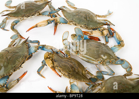 Crabe bleu avec fond blanc Banque D'Images