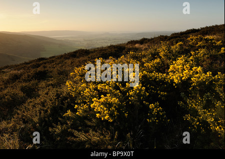 Floraison jaune ajonc commun (Ulex europaeus) croissant sur Crook Peak, North Somerset. Banque D'Images