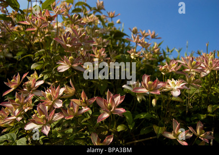 Clematis montana Banque D'Images