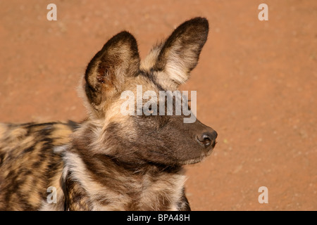 Portrait d'un chien sauvage d'Afrique ou peint chien de chasse (Lycaon pictus), Afrique du Sud Banque D'Images