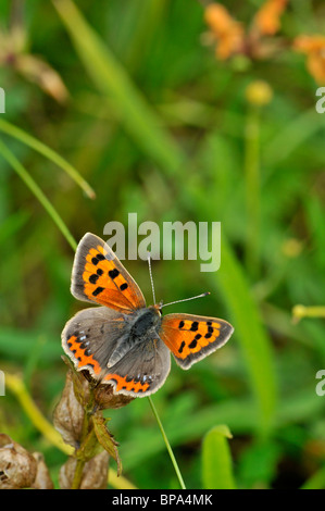 Petit papillon Lycaena phlaeas cuivre : Banque D'Images